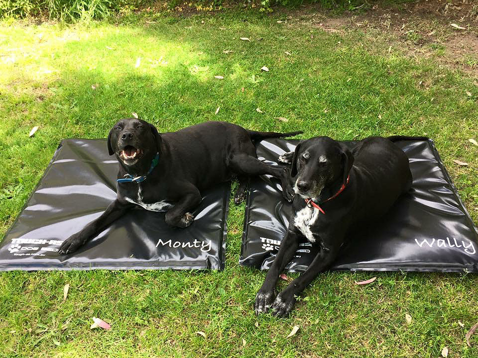 Flea proof shop dog bed