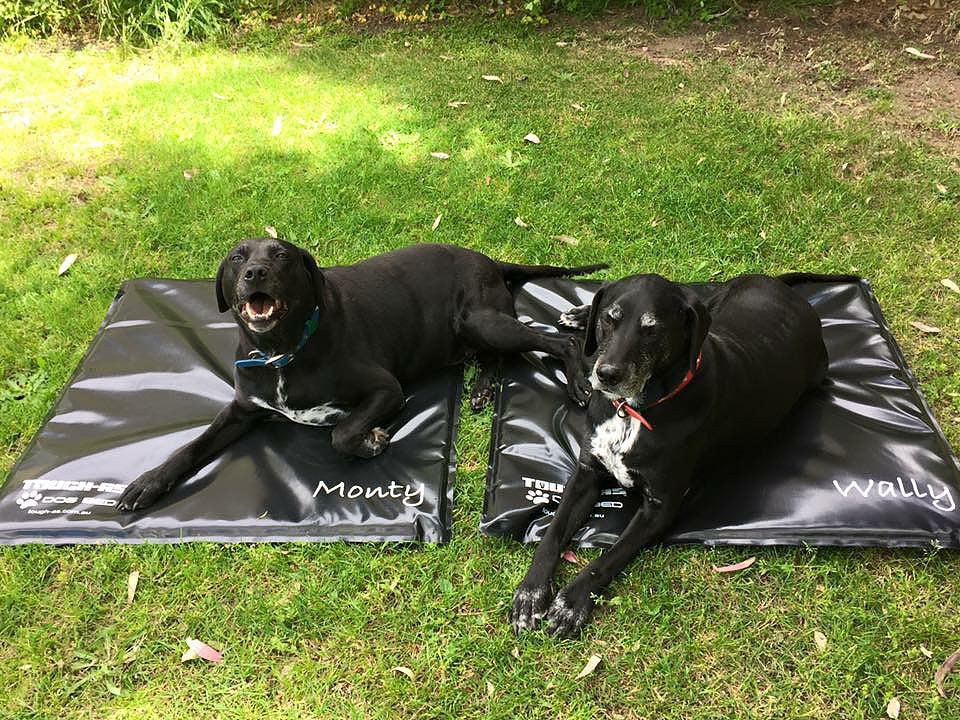 Flea proof top dog bed